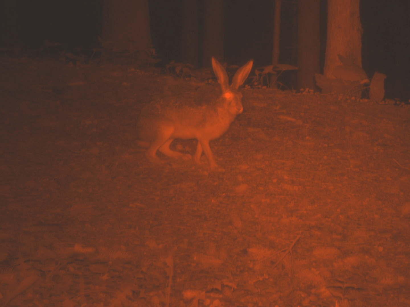 Specie Erranti / Wandering Species